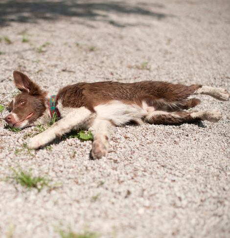 Dead Animal Removal Wheelers Hill