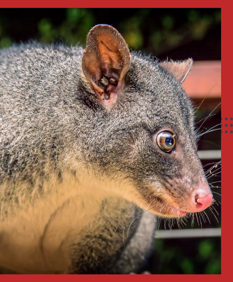Possum Removal Wheelers Hill